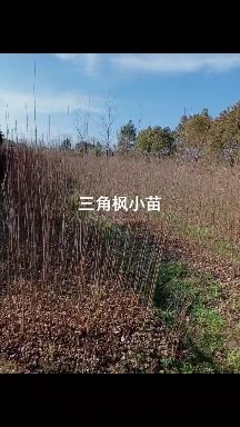 九江 三角枫