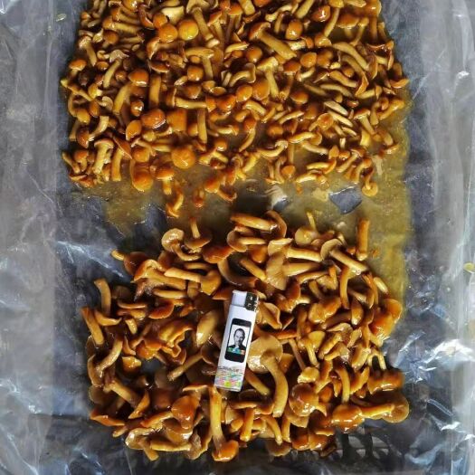 昆明黄牛肝菌 鲜牛肝菌 
