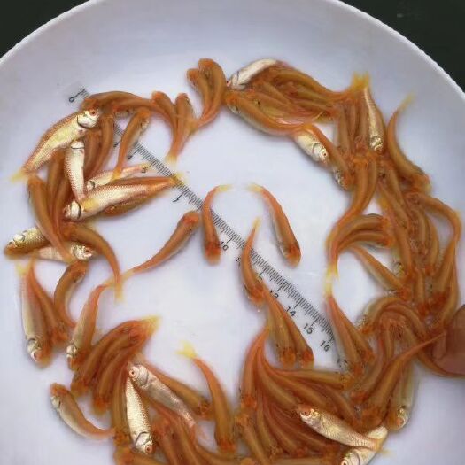 广州金草鱼苗  金草鱼