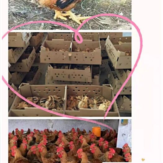 禹州市K9鸡苗 k9，良风花，黄麻，红玉380，小麻，胡须。