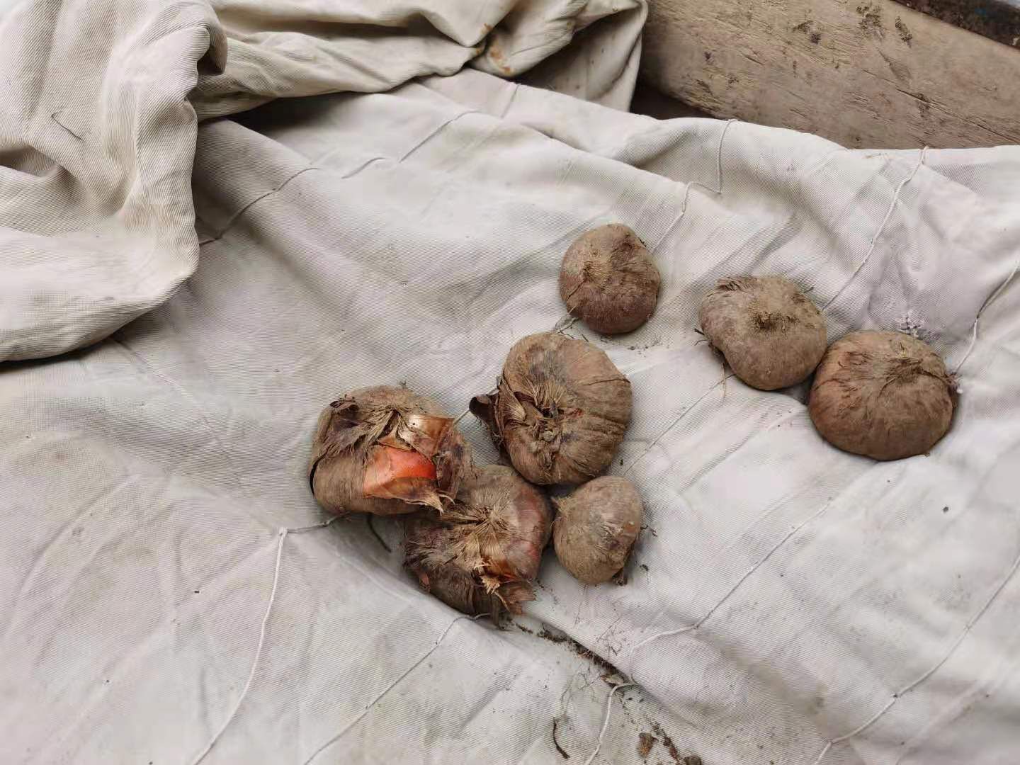 临洮县 甘肃临洮唐菖蒲工地绿化观赏切花