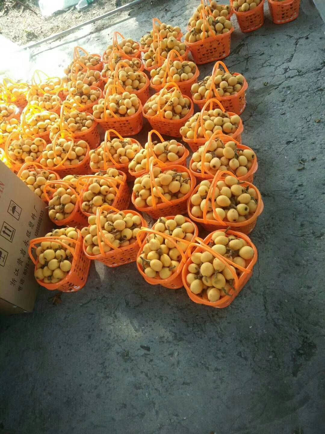  白莎白玉枇杷已经上市，