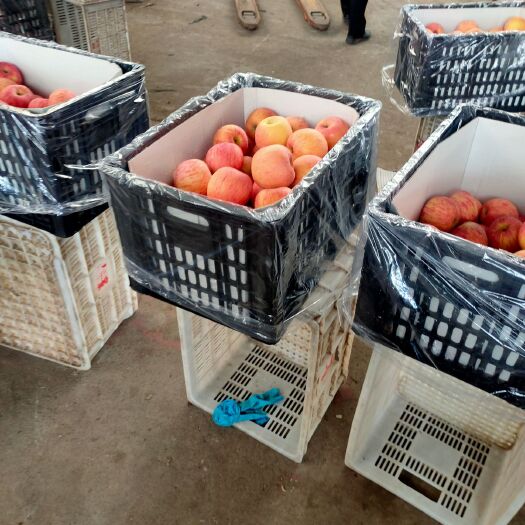 栖霞市 苹果栖霞红富士