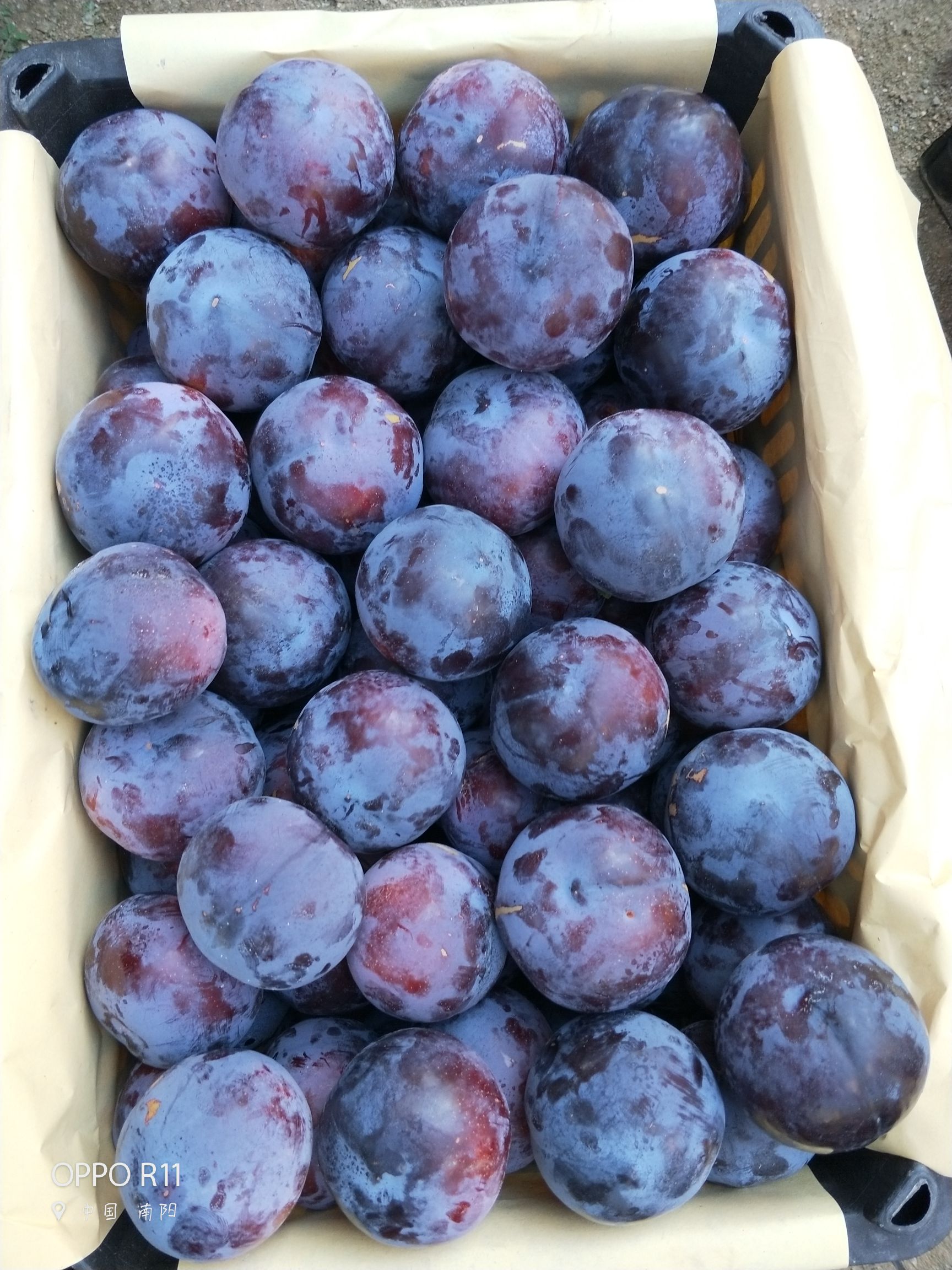 黑布林  河南  黑宝石李子，当天采摘，口感纯正