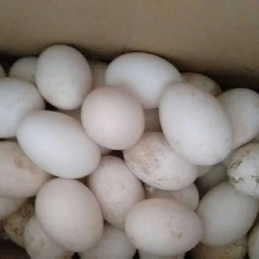 宁晋县土鹅蛋 新鲜鹅蛋