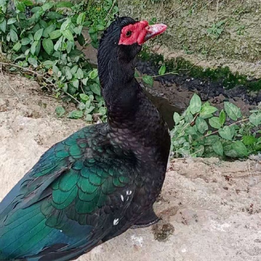 漳州 正番鸭。
