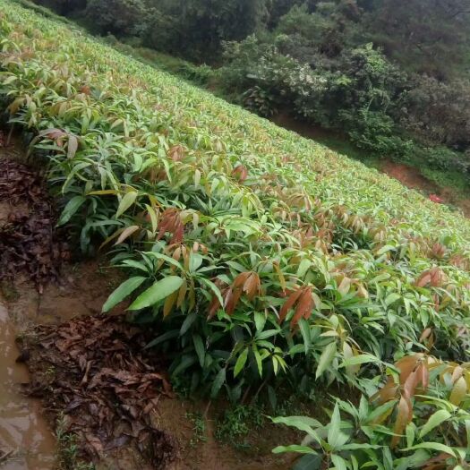 灵山县金煌芒果苗 本人有金煌果苗，桂七芒果苗、贵妃芒果苗，有需要种植的朋友
