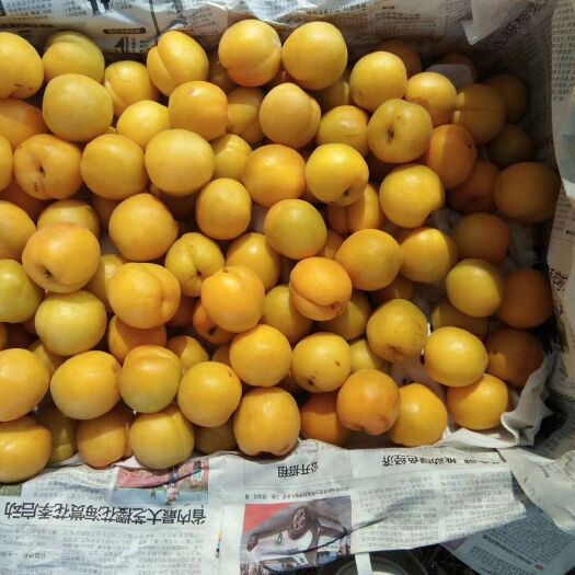 新泰市珍珠油杏