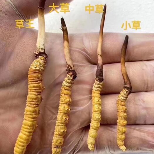 虫草 西藏冬虫夏草鲜草