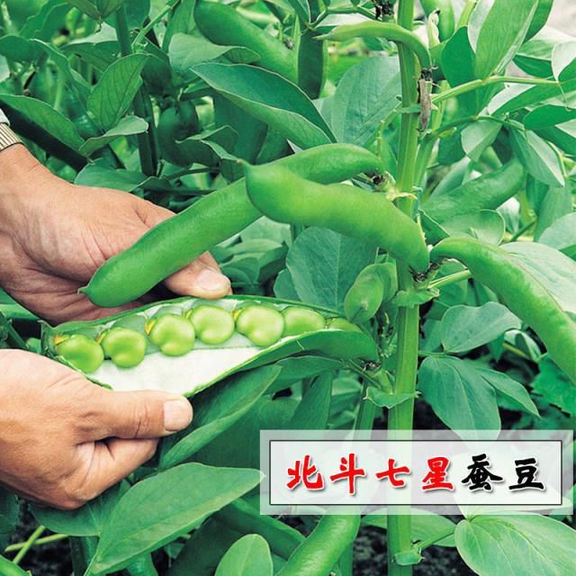 北斗七星蚕豆种子早熟高产耐寒四季种植蚕豆种子胡豆种子秋冬蔬菜