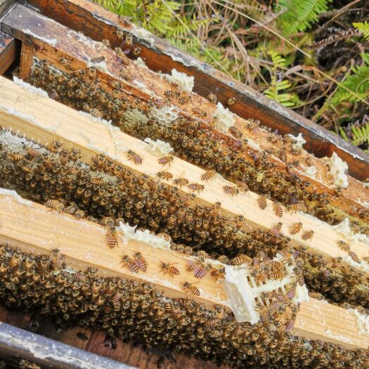 惠来县春季荔枝蜜有收成一次供应，100斤以上整桶