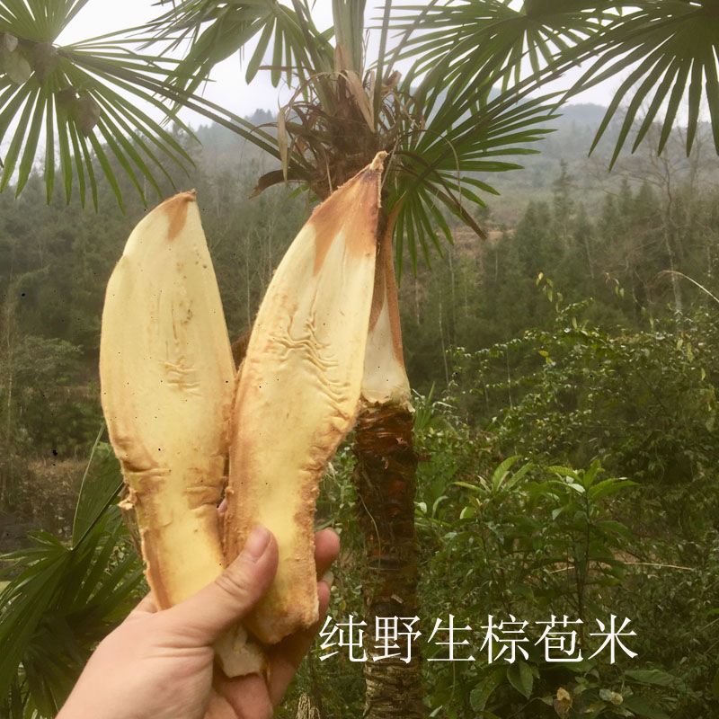  棕榈树花棕包米棕树贵州本地露天种植