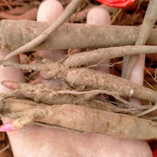 菏泽赤芍花  芍药苗，菏泽基地，保证质量，保证品种，保成活，现要