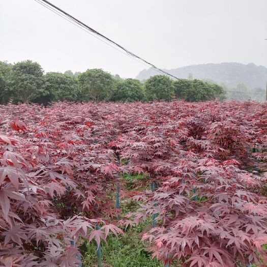 桂林三角枫  漂亮三季红枫袋苗，全年都是红色，漂亮好管理