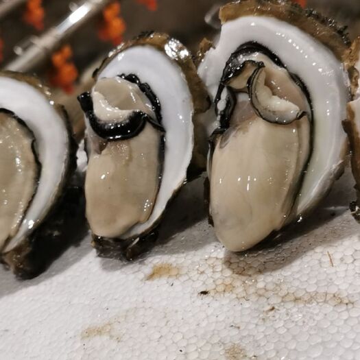 阳西县牡蛎 广东生蚝