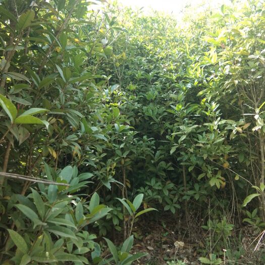 康县 10年生桂花树苗低价处理