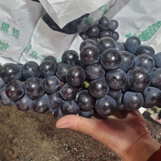 昆明葡萄  黑提
