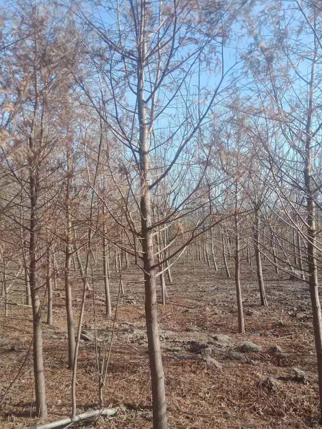 中山杉 米径4公分价格