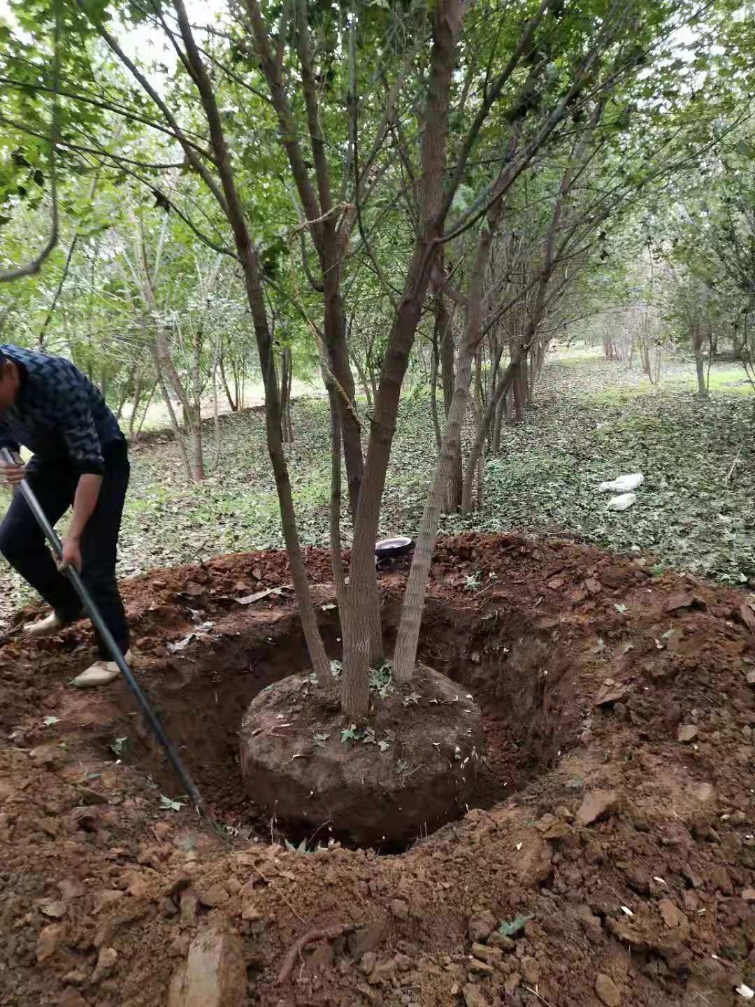 五角枫。丛生五角枫。量大价优