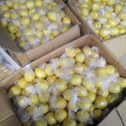 安岳柠檬小果主产区供应70-90克皮薄多汁有坏包赔