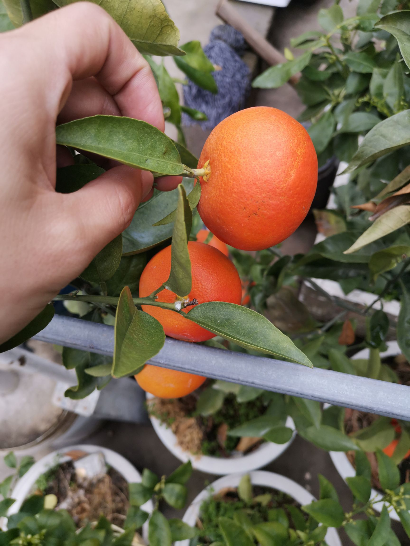 柑桔枝条  爱媛50号柑橘枝条