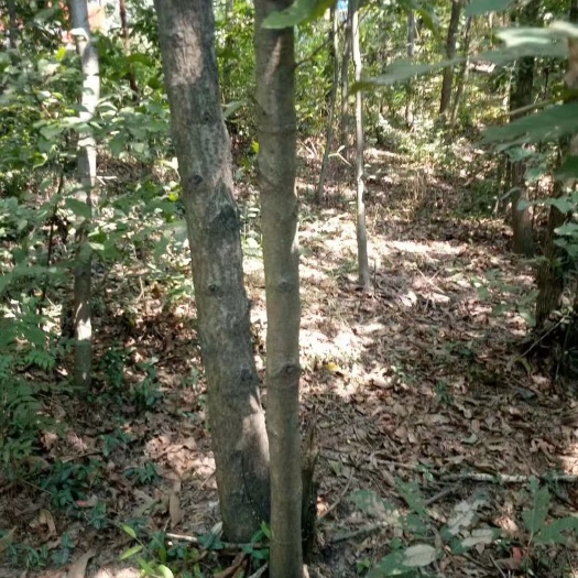 和顺县麻栎苗，栓皮栎苗，赤皮青冈苗