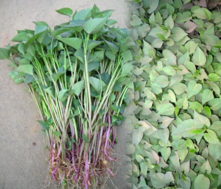 商薯19红薯苗  脱毒红薯苗开始销售了