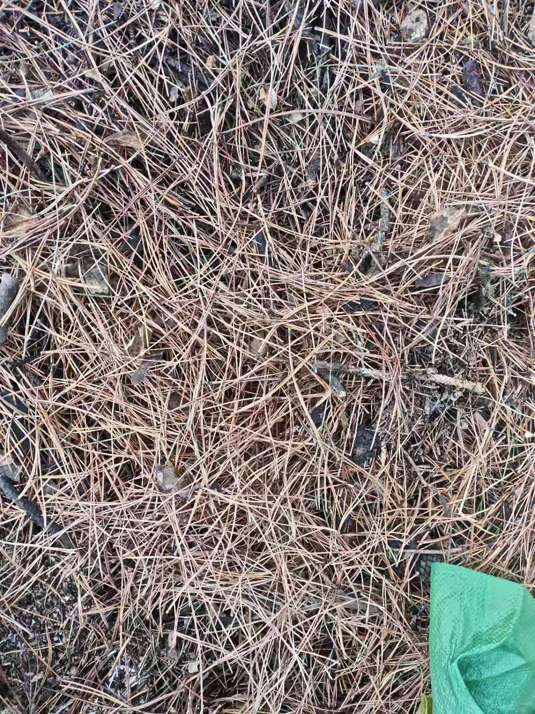  干松针
