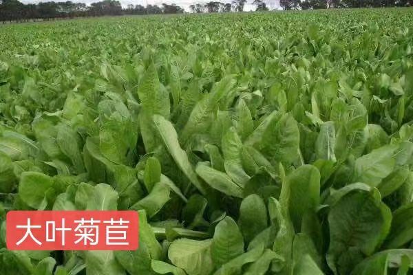 郓城县菊苣种子  菊苣大叶菊苣养猪牧草养鸡鸭鹅兔牧草牧草种子