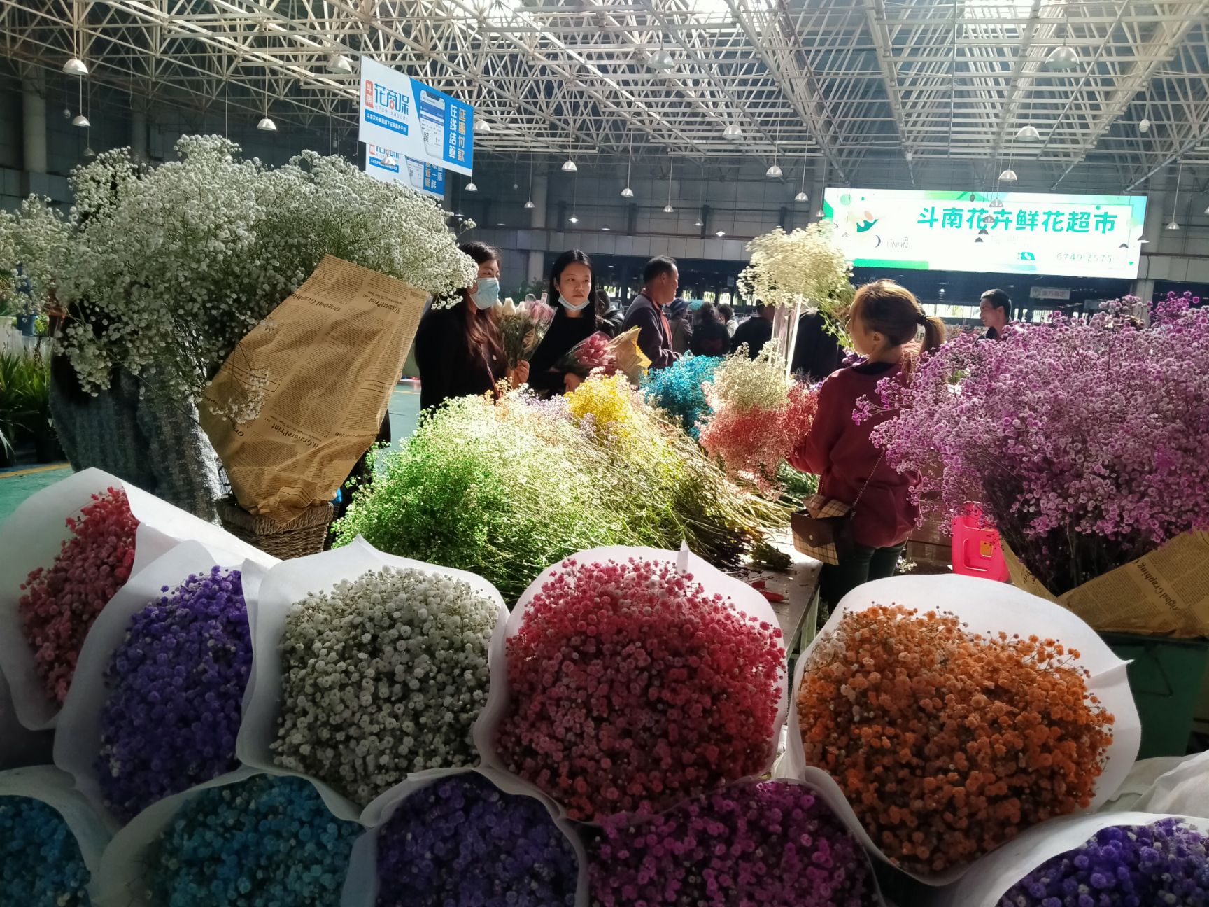 满天星干花 货源地直发 品质优良 批发行业第一