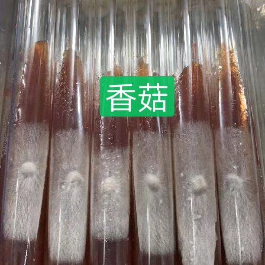 法库县香菇菌种  香菇母种试管808，0912，L66，香菇王等品种