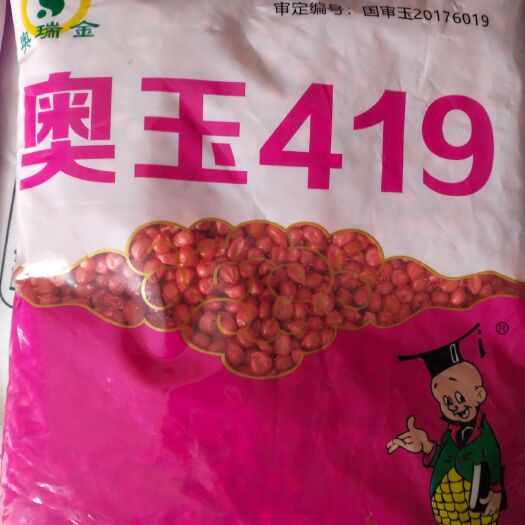 扶沟县奥玉419玉米种子  奥瑞金 奥玉419 每袋4400粒