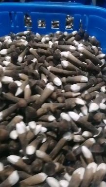 菏泽 大量出售鸡枞菌