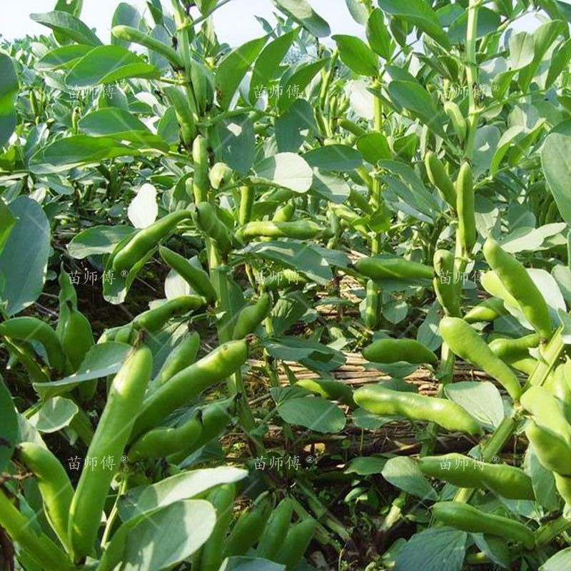 北斗七星蚕豆种子早熟高产耐寒四季种植蚕豆种子胡豆种子秋冬蔬菜