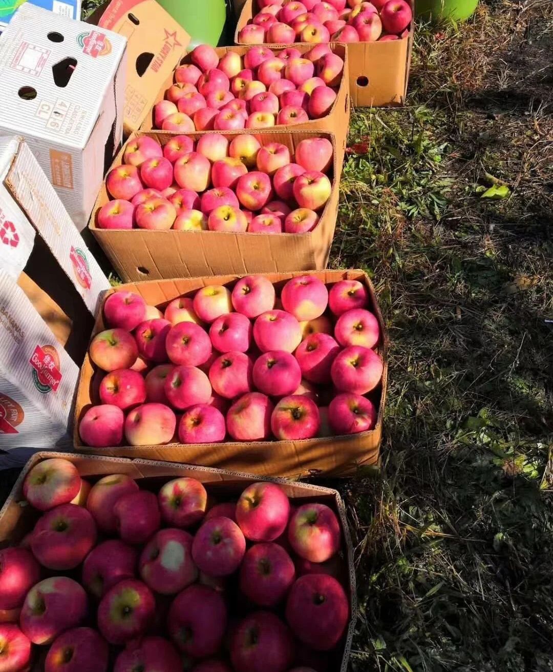 寒富苹果《冷库果脆甜爽口，个头半斤以上，全红，皮薄颜色好》