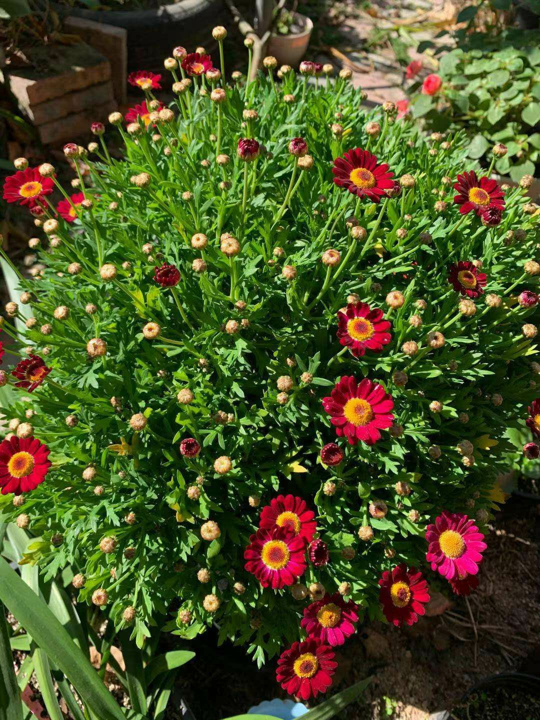 玛格丽特花  10颗包邮玛格丽特 玛格丽特苗玛格丽特盆栽