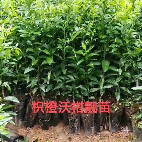 枳橙苗 嫁接苗 0.5~1米 
