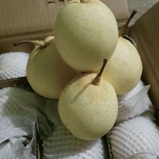 赵县水晶鸭梨   河北鸭梨个大梨白口感脆甜汁多颜色好看