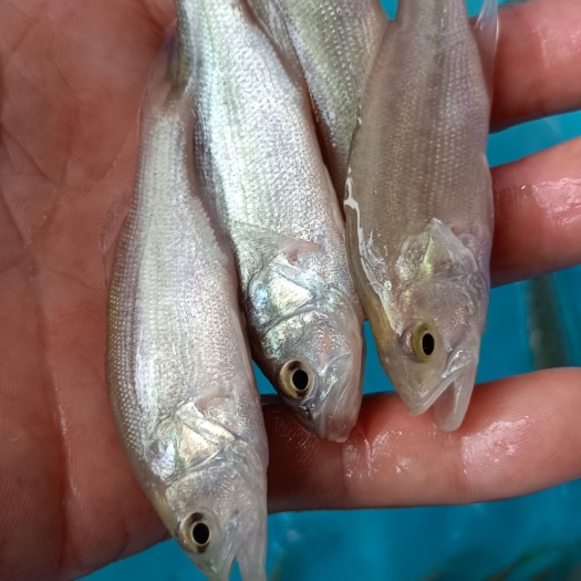 南宁加州鲈鱼苗，品质好，生猛快大型，抗菌强大本鱼场大量供应。