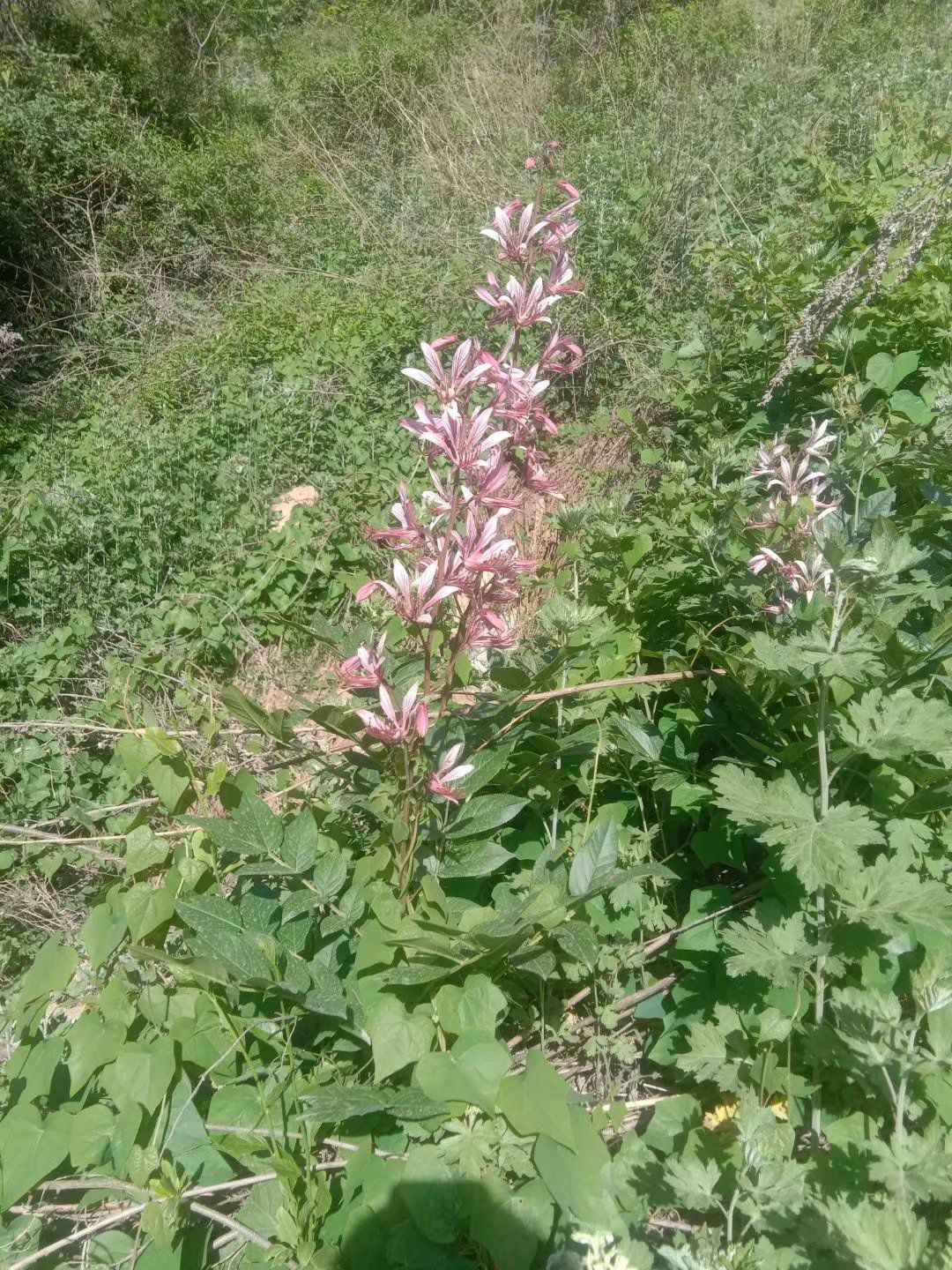 白鲜皮，八股牛，羊膻草