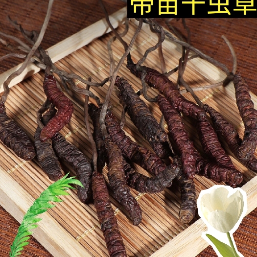 雷波县冬虫夏草  四川凉山红虫草，此虫草生长在海拔三千米以上的雪域之地。