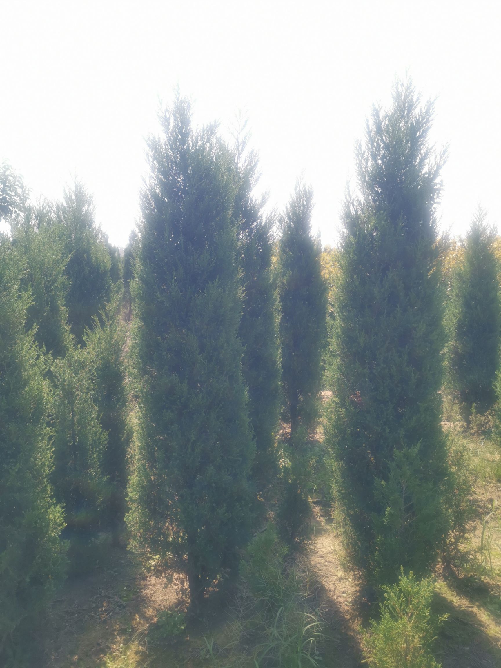 蜀柏  大量供应蜀桧 2.5米—3米