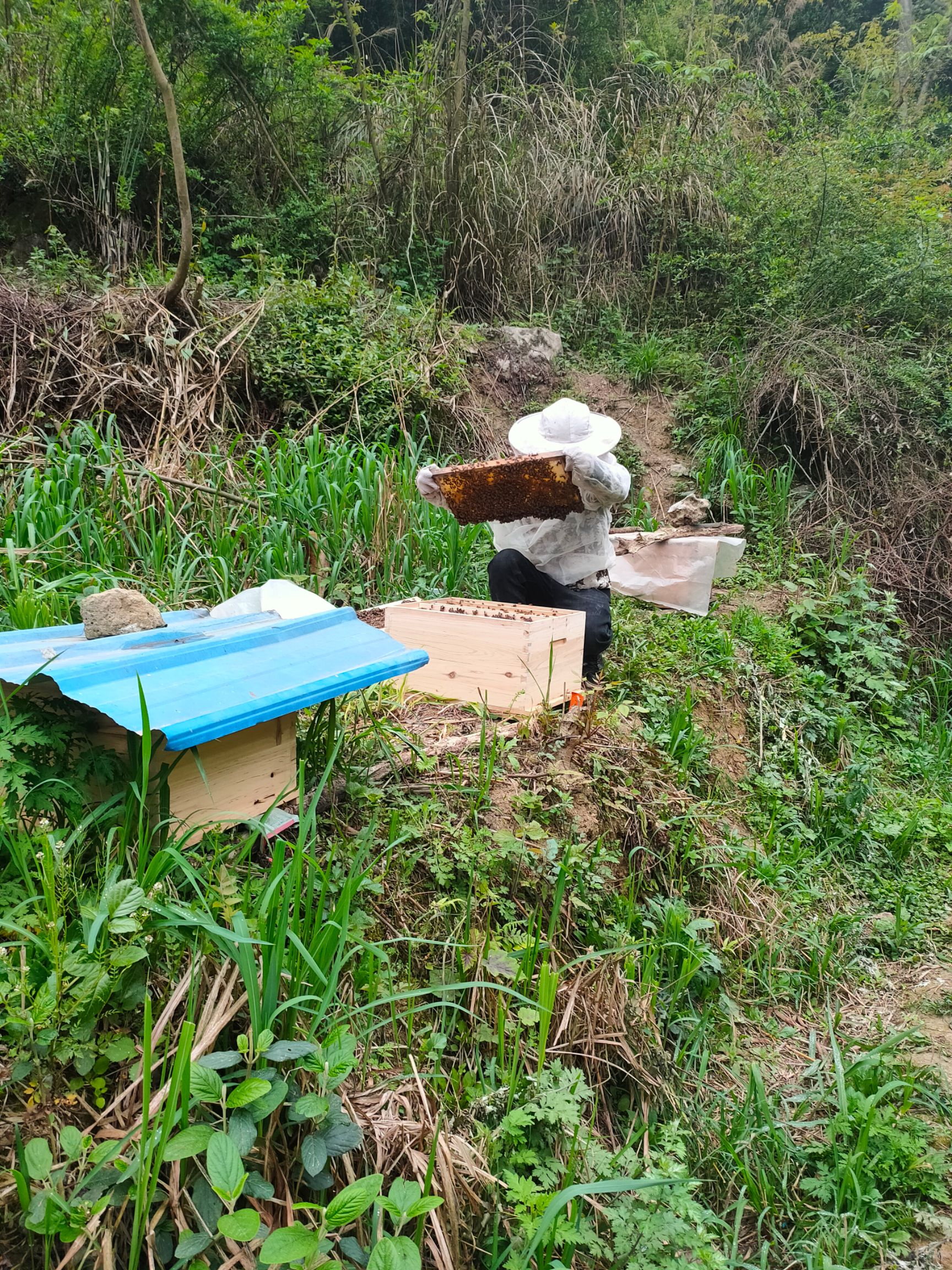 熊蜂 彭记中蜂养殖