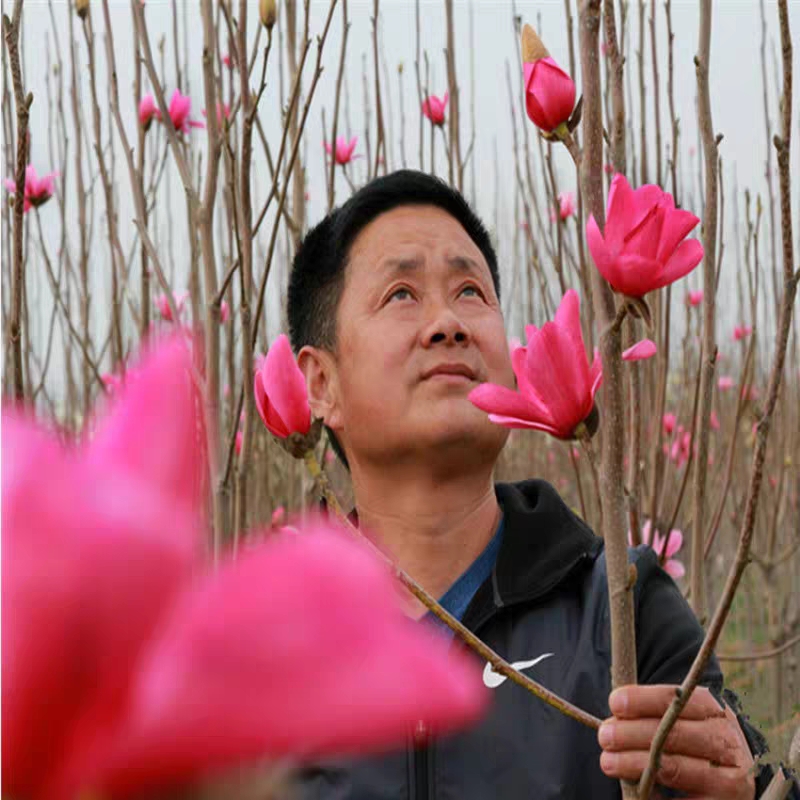 紫玉兰  玉兰树苗娇红一号，包颜色，包品种，紫，黄，白，广玉