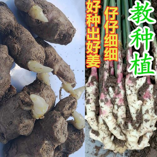 《368高产姜种》保出牙率//高产抗病毒  【全国发货】