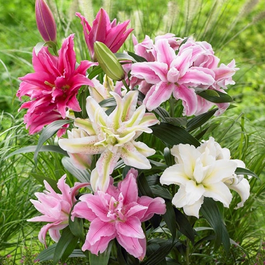青州市百合种球  重瓣香水百合花种球带牙种子多头四季开花矮生浓香花卉盆栽室内花
