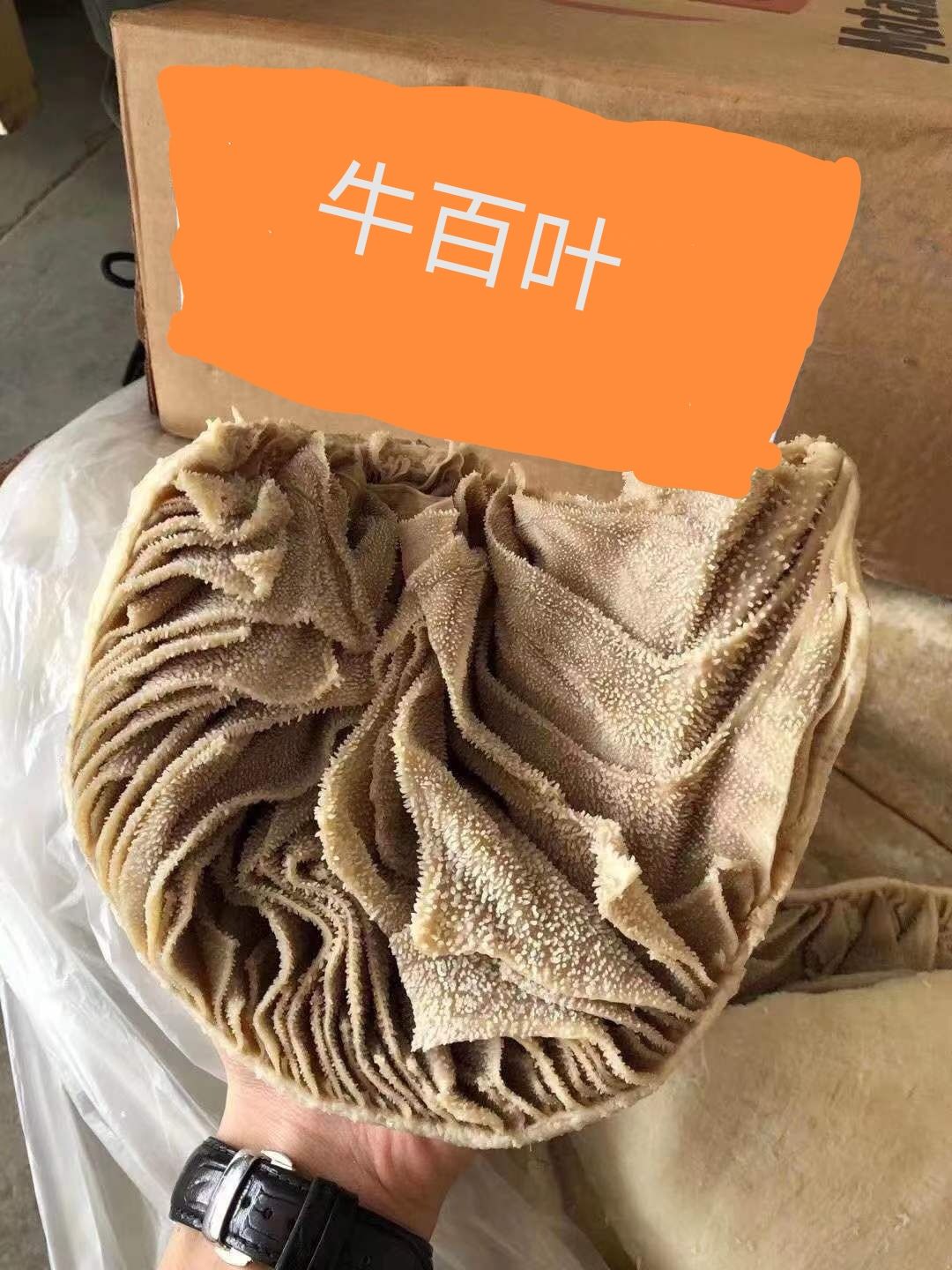 牛百叶 千层肚 火锅店专用 屠宰厂直销！