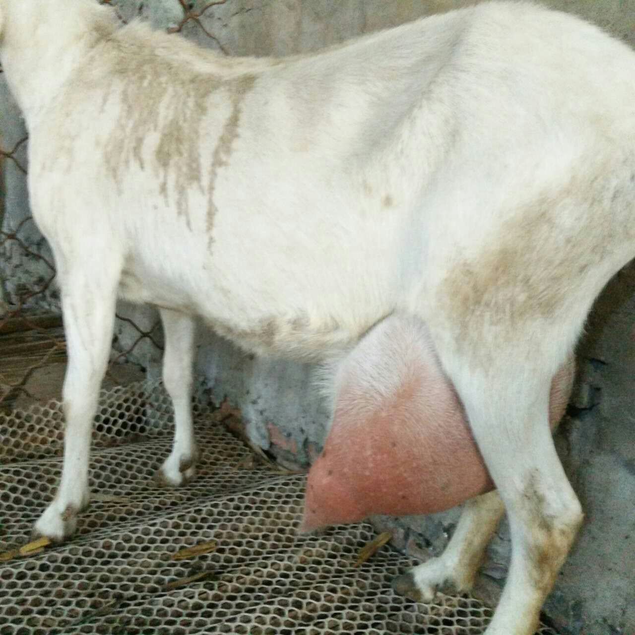 纯种萨能奶山羊一天可出奶8-20斤奶汁甘甜营养丰富好喂养包邮