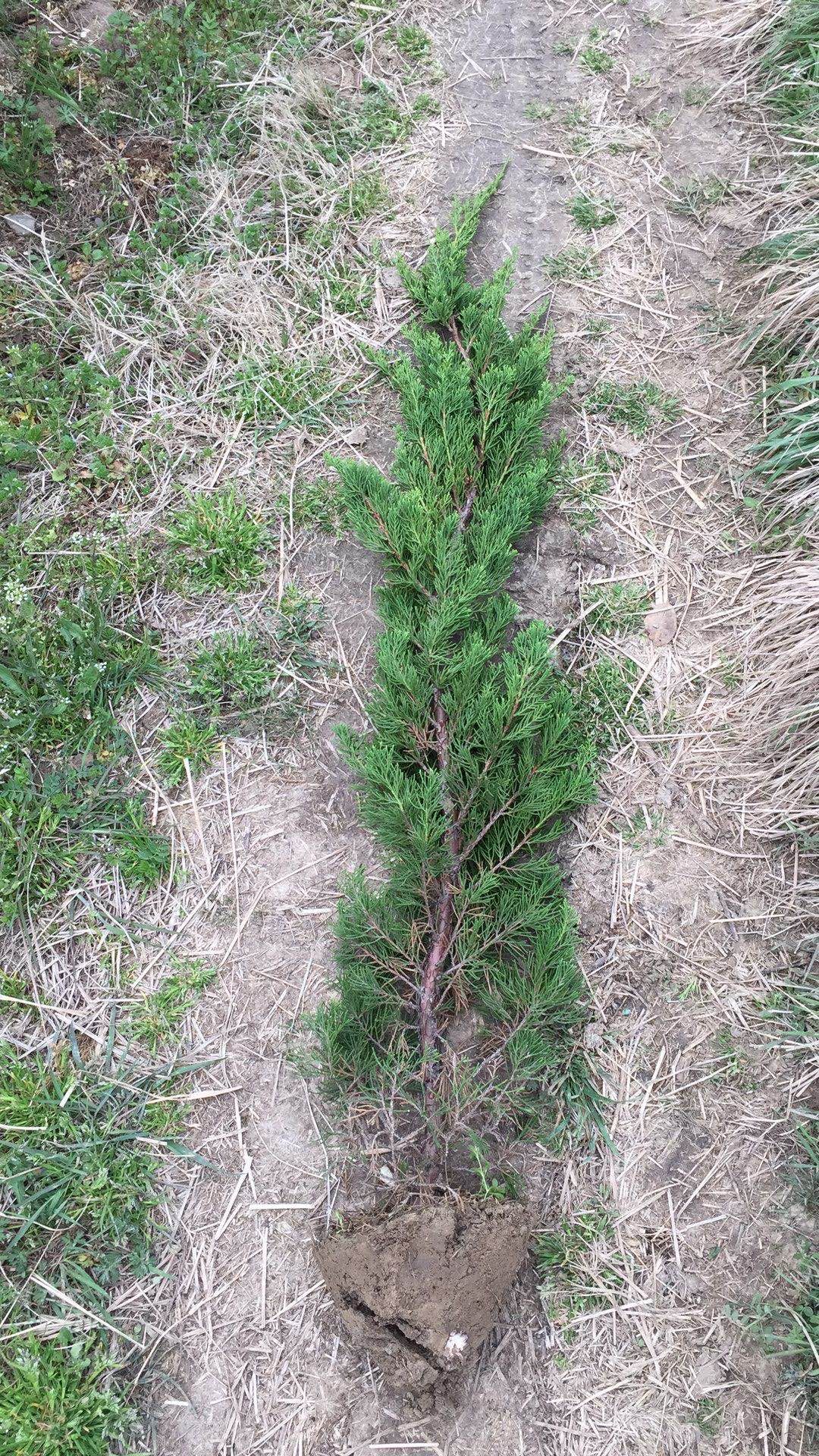 大龙柏  龙柏（2米）