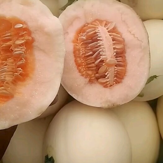 莘县东方蜜甜瓜  东方蜜